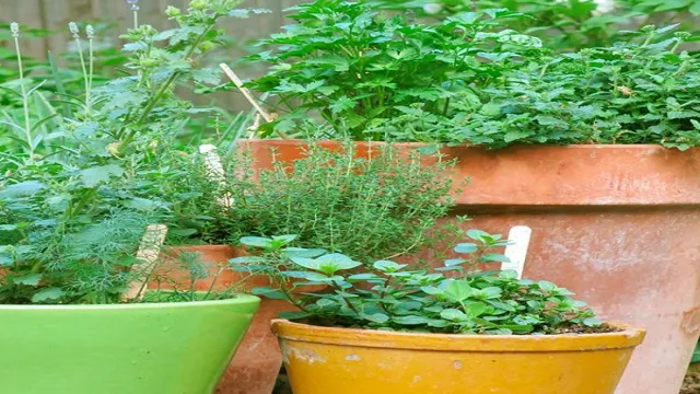 Indoor herb garden with sunny herbs