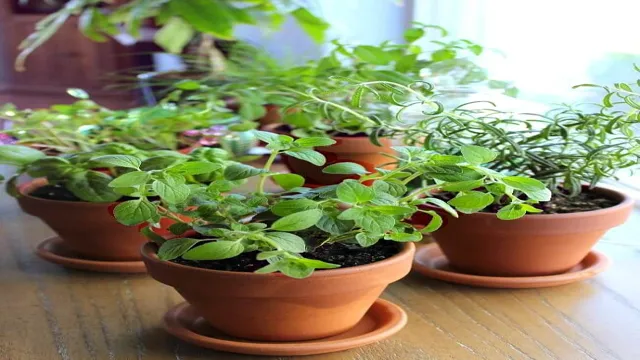 Sustainable herb gardening